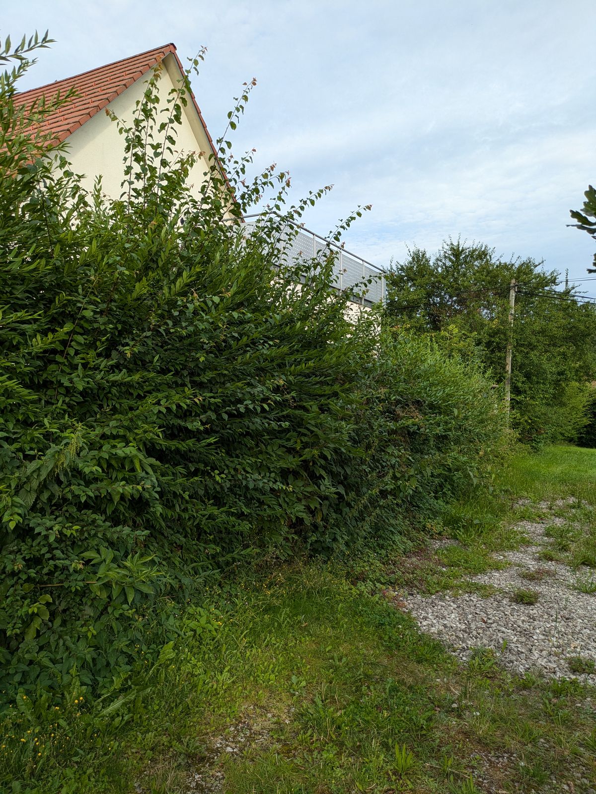 Garten 2 – Vorher